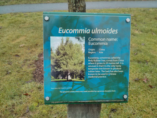 Eucommia Ulmoides
