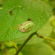 Tortoise beetle