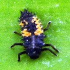 Multicolored Asian Ladybug Larva