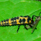 Lady Beetle- Larva
