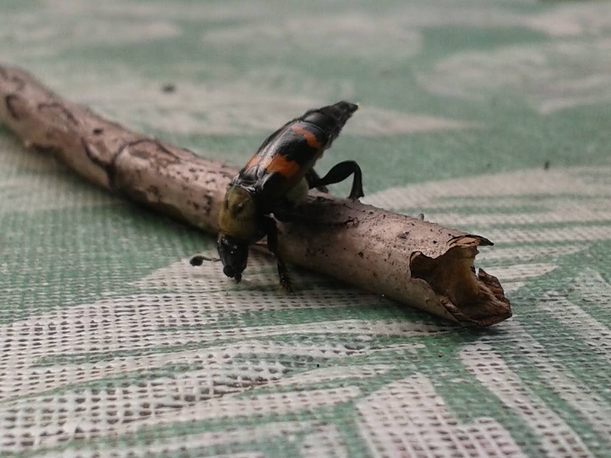 Sap beetle, Picnic beetle