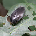 Forest Cockroach