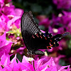 大鳳蝶(Papilio memnon heronus)