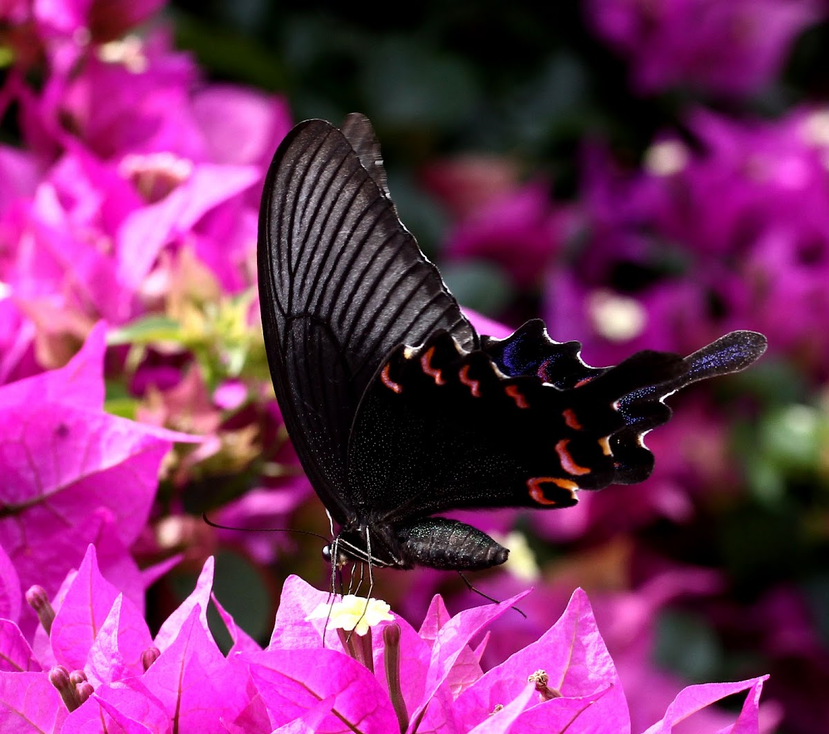 大鳳蝶(Papilio memnon heronus)