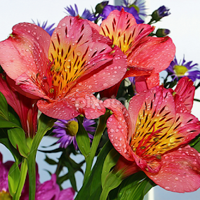 Alstroemeria by Dipali S - Digital Art Things