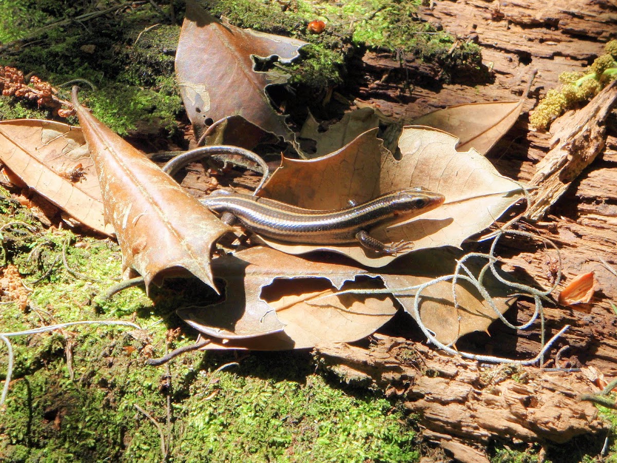 Five-lined Skink