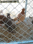 piata09