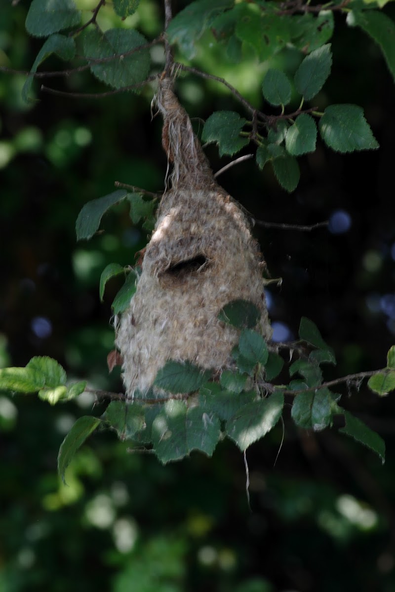 Penduline Tits nest (Remiz coronatus)