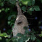 Penduline Tits nest (Remiz coronatus)