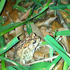 American Toad