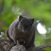 赤腹松鼠 / Pallas's squirrel
