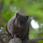 赤腹松鼠 / Pallas's squirrel