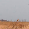 Short-eared Owl