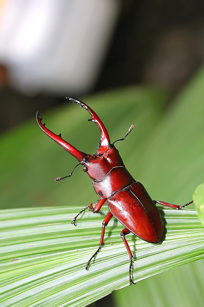 Red Stag Beetle