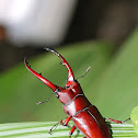 Red Stag Beetle