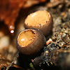 Peanut-butter Cup Fungus