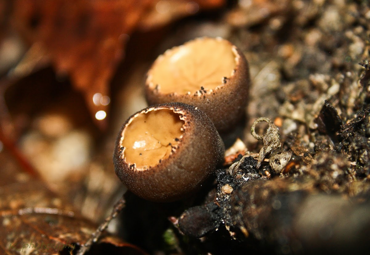 Peanut-butter Cup Fungus