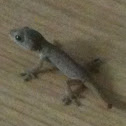 Tropical House Gecko (baby)
