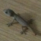 Tropical House Gecko (baby)