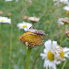 Western Leaf-footed Bug