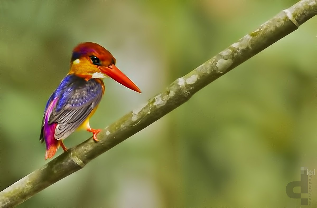 Oriental Dwarf Kingfisher