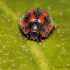 Vedalia Beetle
