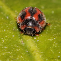 Vedalia Beetle