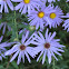 Fall aster