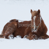 Resting in the snow by Allan Wallberg -  