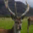 3D Deer Antler Spray Slots mobile app icon