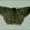 Hemithea Emerald Moth