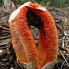 Columned stinkhorn