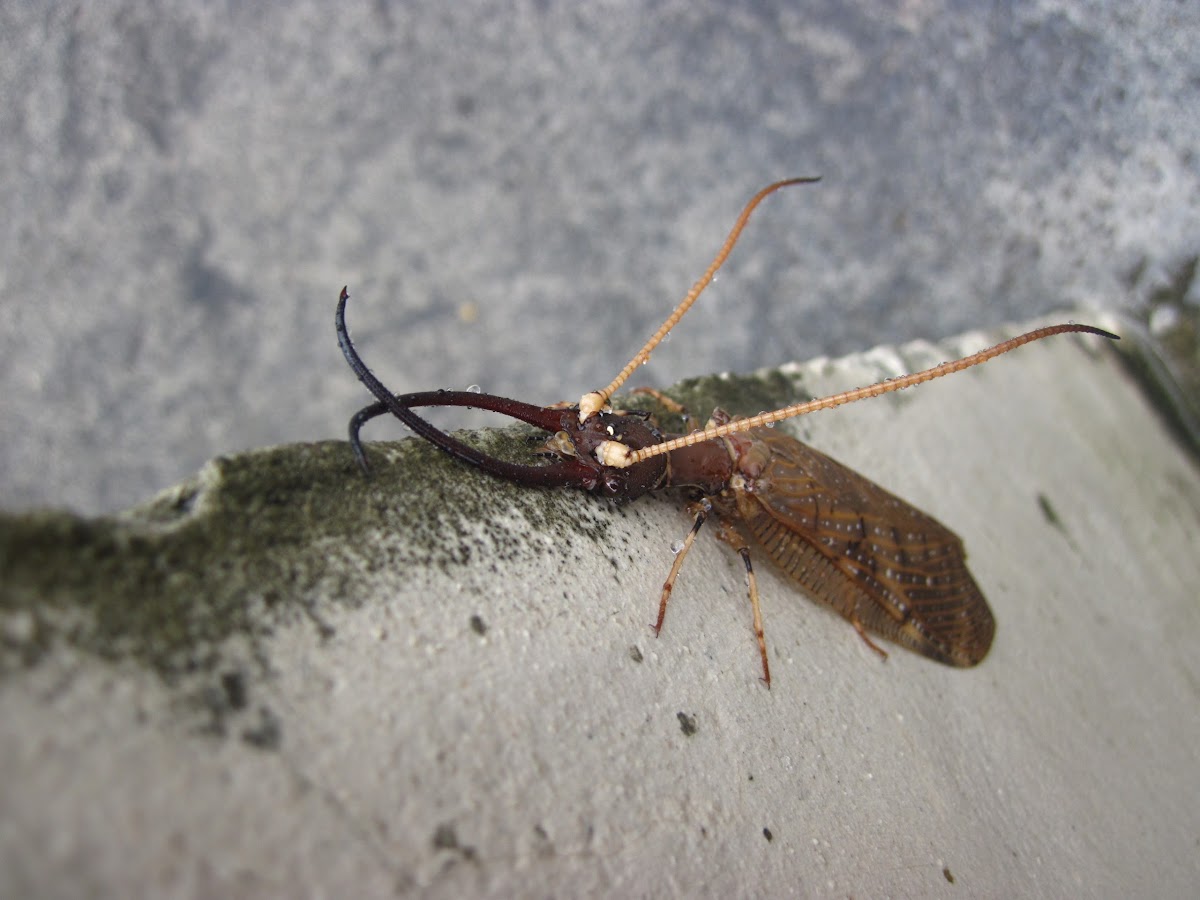 Machaca (macho) / Male Dobsonfly
