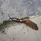 Machaca (macho) / Male Dobsonfly
