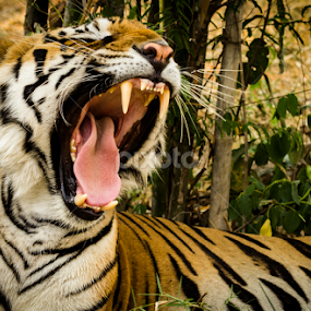 Awwwweee....Sleepy! by Madhujith Venkatakrishna - Animals Lions, Tigers & Big Cats