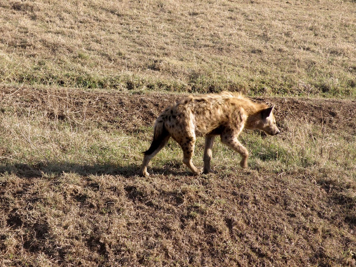 spottet Hyena (crocuta crocuta)