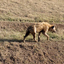 spottet Hyena (crocuta crocuta)