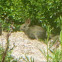 Desert Cottontail