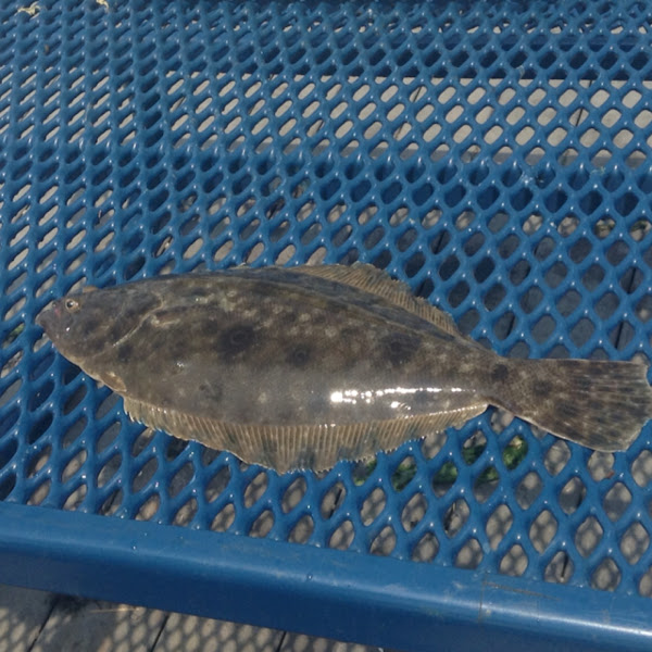 Summer flounder Project Noah