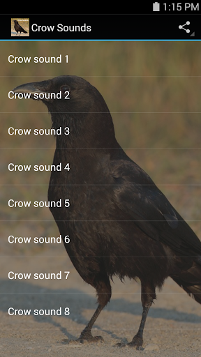 免費下載音樂APP|Crow Sounds app開箱文|APP開箱王