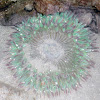 Sea Anemone