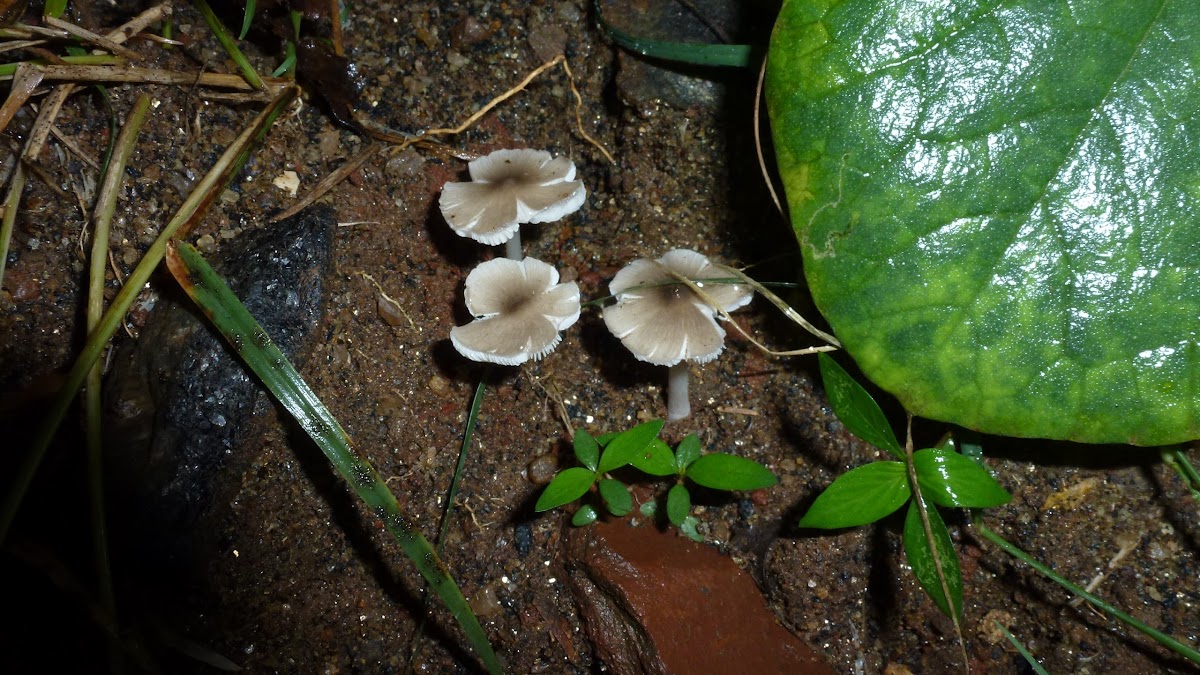 A Fungi