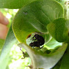 Alfalfa Weevil