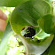 Alfalfa Weevil