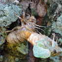 "Dog day" Cicada