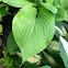 ? Hosta