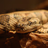 Carpet Python