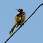 New Holland Honeyeater