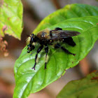 Bee-like Robberfly