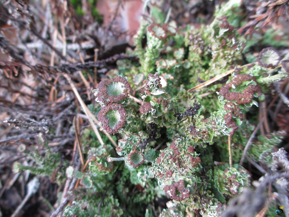 lichen Cladonia sp.